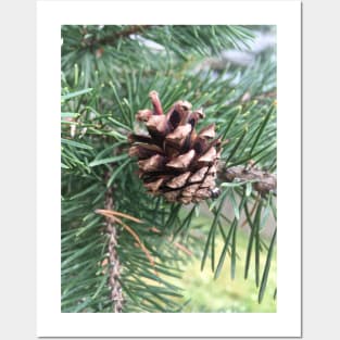 Pine Cone Posters and Art